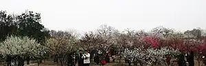中国上海植物园梅花盛开,吸引了大批游客前来参观