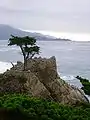 "孤柏"(大果柏(英语:))