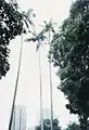 1995年6月,三株桄榔樹原貌