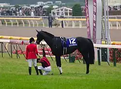 第146回秋季天皇賞的「天覽競馬」，騎師杜滿萊曾在賽道上下馬並向貴賓席致以最崇高的敬禮。