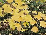 意大利枫(Acer opalus)的树叶