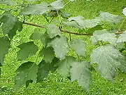 鞑靼枫(A. tataricum)