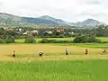 马达加斯加:人工收割