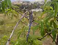 澳洲的藍蜻蜓(Blue Dragonfly)