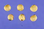 成熟的木豆(种子)。