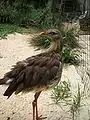 红腿叫鹤(Cariama cristata),分布于巴西东部到阿根廷中部的广大地区