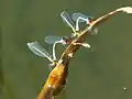 兩隻紅眼細蟌(Erythromma najas)雄蟲各「挾持」一隻雌蟲尋找產卵水域