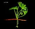 †Ginkgo apodes(早白垩世)