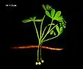 †義馬銀杏 Ginkgo yimaensis(中侏罗世)