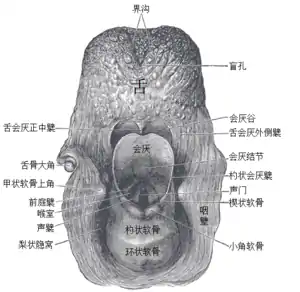喉頭入口,後視圖.