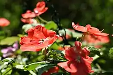 非洲鳳仙花(Impatiens walleriana)