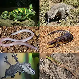 * 左上:高冠變色龍(Chamaeleo calyptratus)
* 右上:岩巨蜥(Varanus albigularis)
* 左中:墨西哥盲蜥(Anelytropsis papillosus)
* 右中:普通藍舌石龍子(Tiliqua scincoides)
* 左下:普通平尾壁虎(Uroplatus fimbriatus)
* 右下:意大利壁蜥(Podarcis sicula)