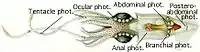 狼魷(英语:)(Lycoteuthis lorigera)