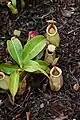 N.&nbsp;ampullaria&nbsp;×&nbsp;N.&nbsp;rafflesiana