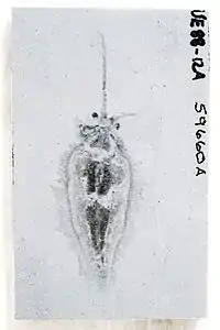 具翼泳虾的化石标本，示左上角折叠的漏斗状结构。Smith, Martin R. . Paleobiology. 2013, 39 (2): 297–321. Bibcode:2013Pbio...39..297S. S2CID&nbsp;85744624. doi:10.1666/12029.&nbsp;