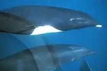 北露脊海豚