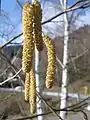 榛属植物(歐榛)成熟了的雄花柔荑花序