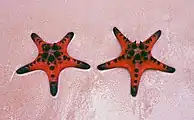 朱古力海星(Protoreaster nodosus)