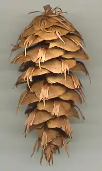 海滨黄杉球果