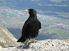 A close-up view of a perched Alpine Chough with the valley far below as the backdrop