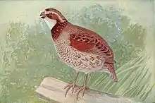 褐色蓝胸鹑(Synoicus ypsilophorus)