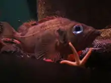 金平鮋在新英格蘭水族館(英语:)