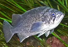 藍平鮋在溫哥華水族館