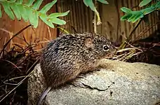 刚毛棉鼠（Sigmodon hispidus）