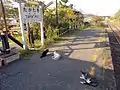 流浪貓聚集在站內(2013年4月12日)