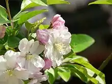 苹果属(西府海棠)
